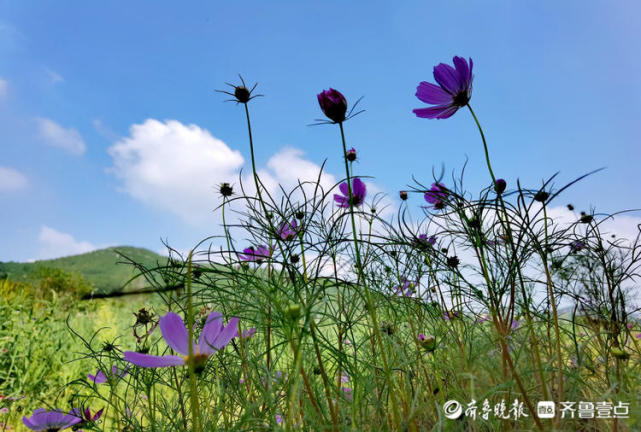 蓝天白云下的格桑花