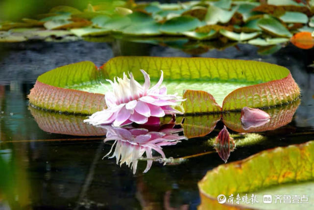 大明湖王莲盛开