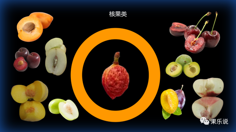 核果类指果实内含有坚硬果核的一大类水果,常见的有:各种李子