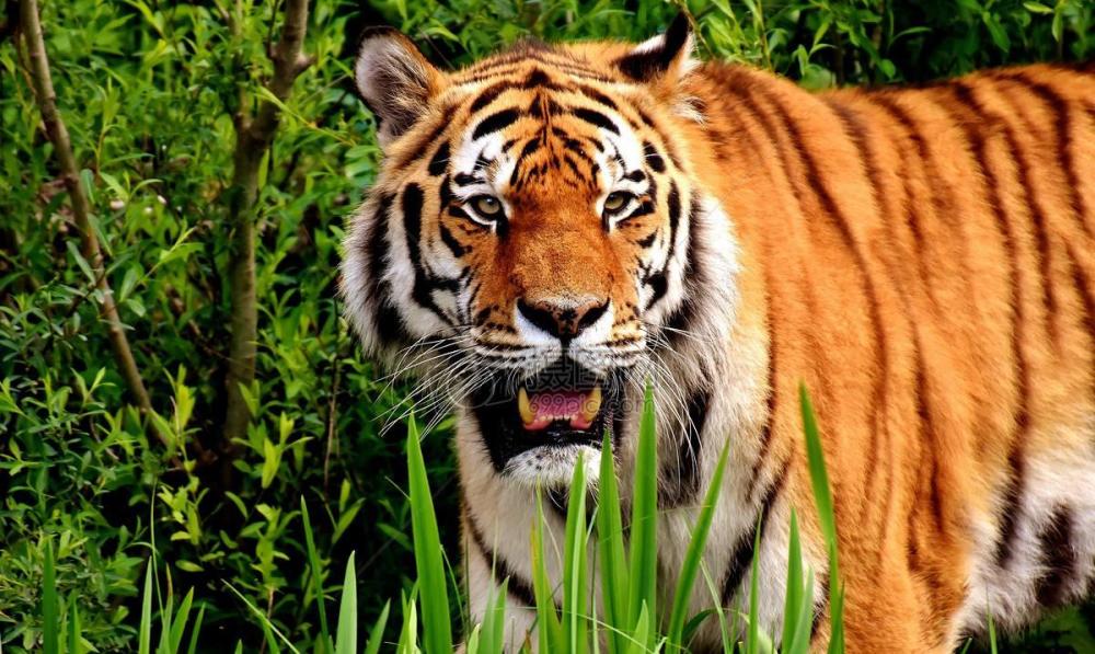世界上最独特的老虎,全身黑如煤炭,遭游客质疑:染的!
