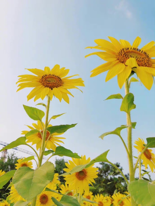 壁纸|向日葵|入目无人,四下皆你