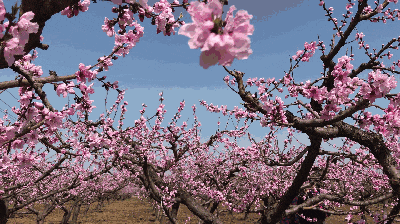 十里桃林花开烂漫,解锁千年古城的最美春色|古城|桃花