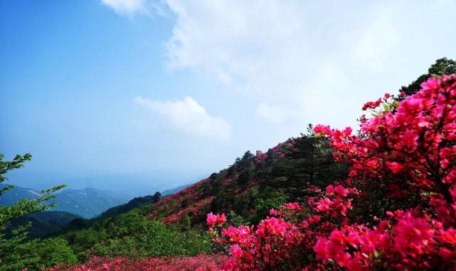 去湖北麻城看华中最大的杜鹃花海