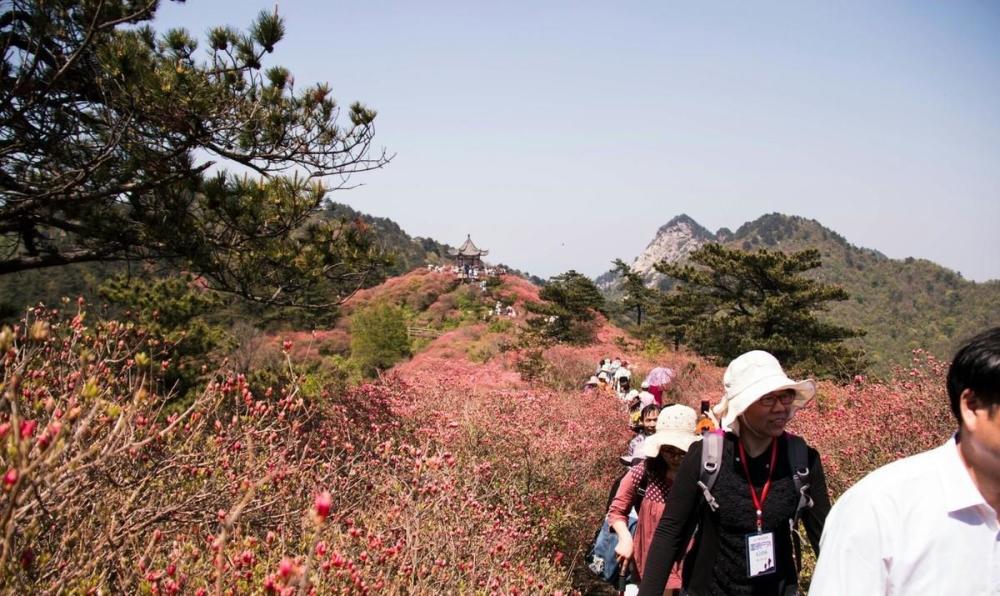 去湖北麻城,看华中最大的杜鹃花海