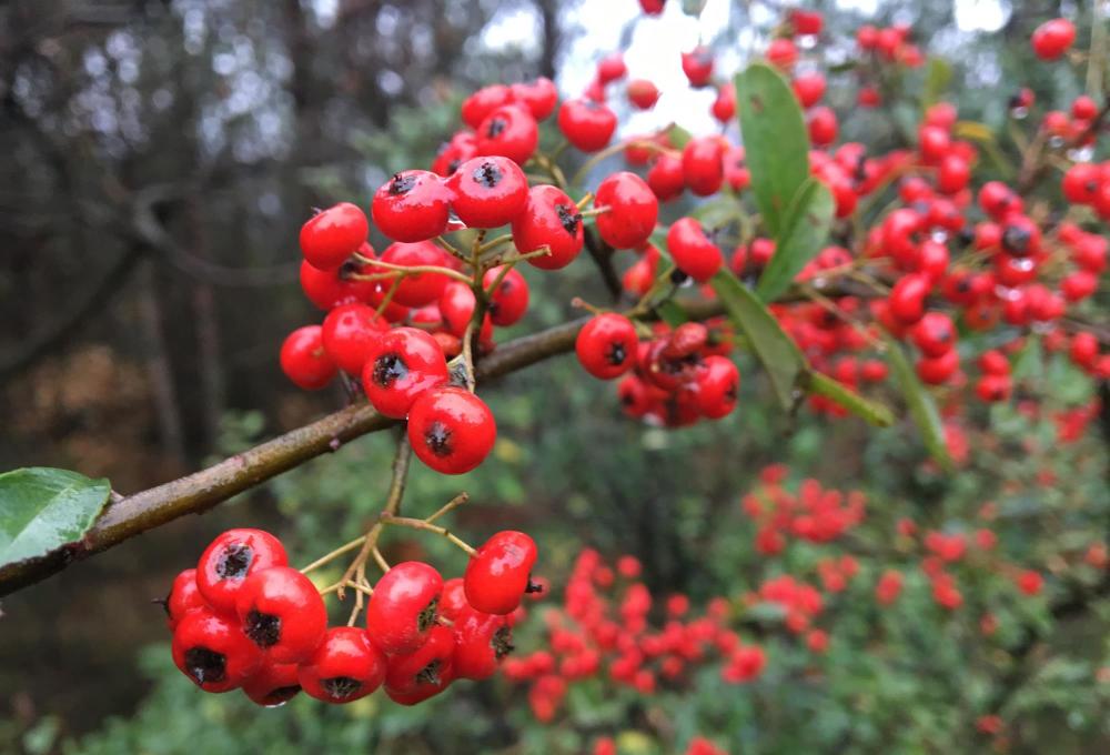 四川植物图鉴|最骄傲的"红子":火棘