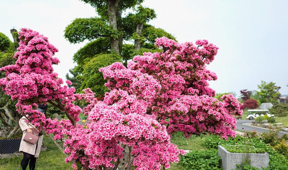 无锡最大的杜鹃花观赏地国内首个花卉休闲区知道的游客不多