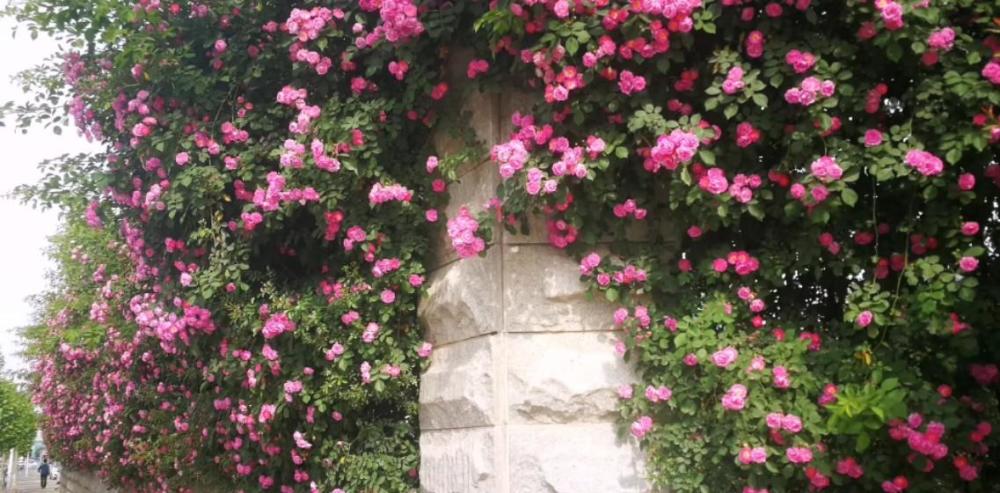 郑州西郊六处最美的蔷薇花墙美爆了