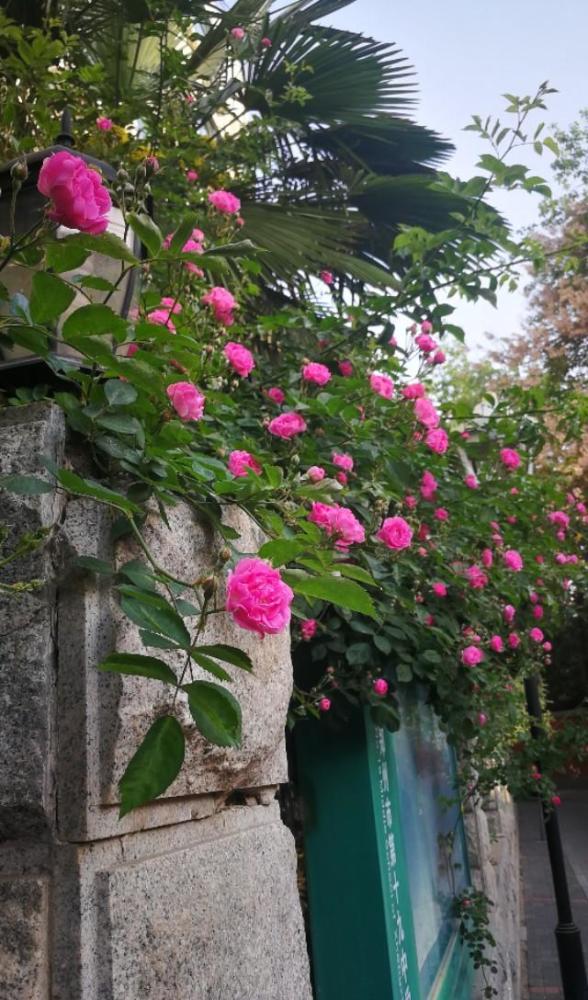 郑州西郊六处最美的蔷薇花墙,美爆了!