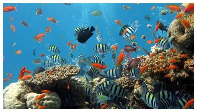 世界上最大的水族馆,为保护海洋生物,游客进入需要严格的安检!