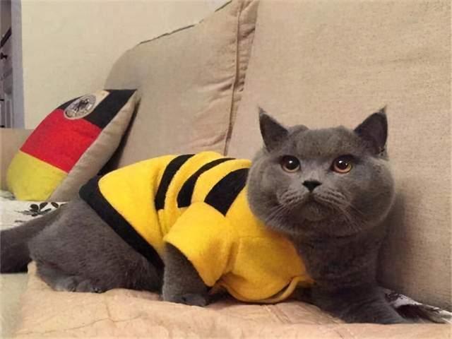 再这样养蓝猫,它的寿命都要减半,放过它吧!