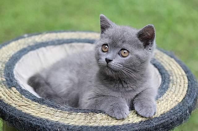 再这样养蓝猫,它的寿命都要减半,放过它吧!