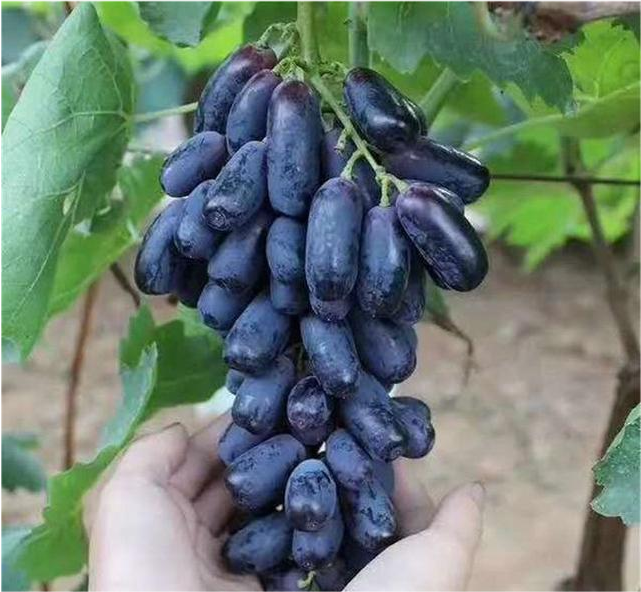 这"种"蓝宝石葡萄,其市场价格昂贵,很少人吃过