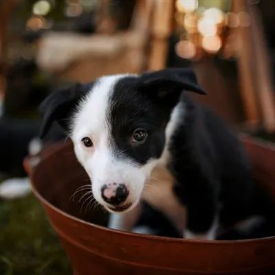 头像可爱牧羊犬头像边境牧羊犬幼崽图片