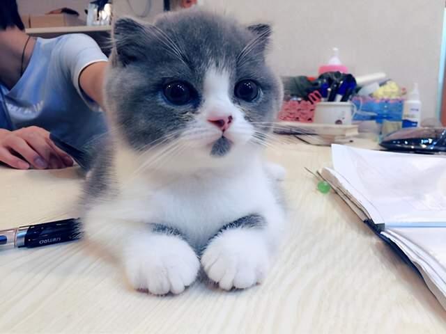 英短有这些表现,就证明它懂事了,这猫没白疼!