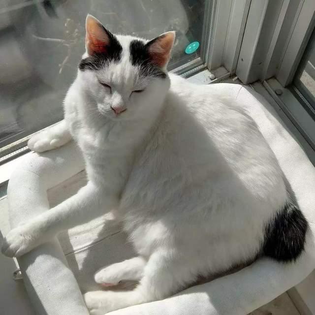 猫排名智商排名_狗狗智商排名