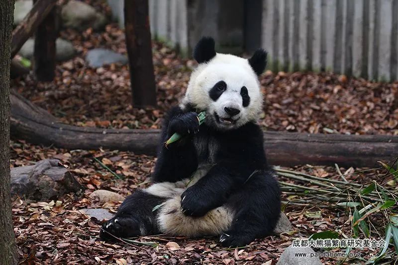 熊猫金宝长得过于潦草?你站住,精致的熊猫来了!