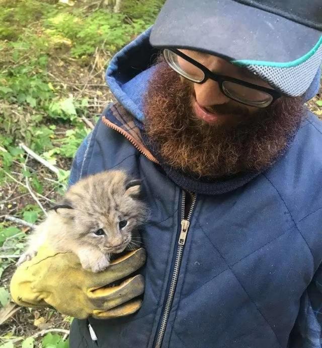 网友以为自己捡了只猫但仔细看发现小家伙居然是猞猁宝宝