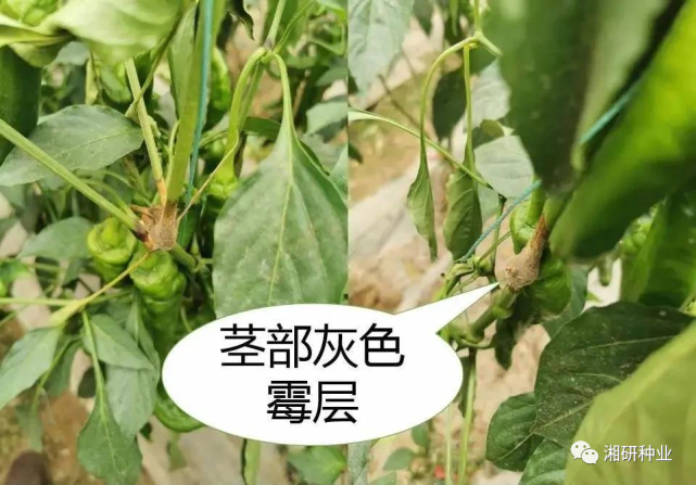 湘研学堂|辣椒灰霉病如何辨析和防治?