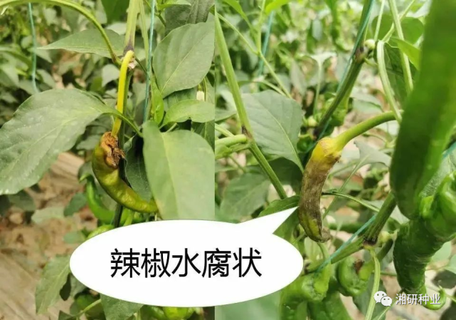 湘研学堂|辣椒灰霉病如何辨析和防治?
