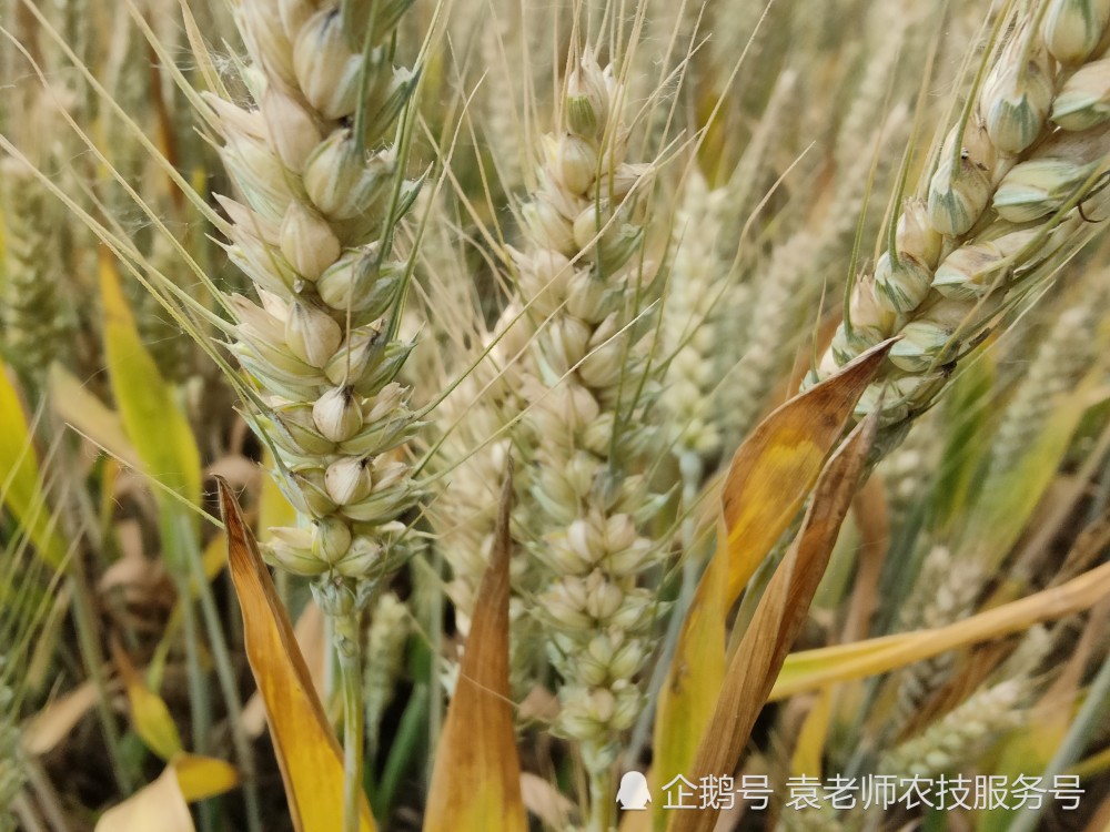 强筋高产小麦新品种中麦578种植时注意这几点才能获得高产