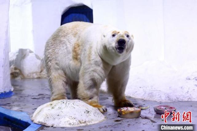 泱波 22日,记者从南京海底世界获悉,该馆"镇馆之宝"北极熊仔仔将北上