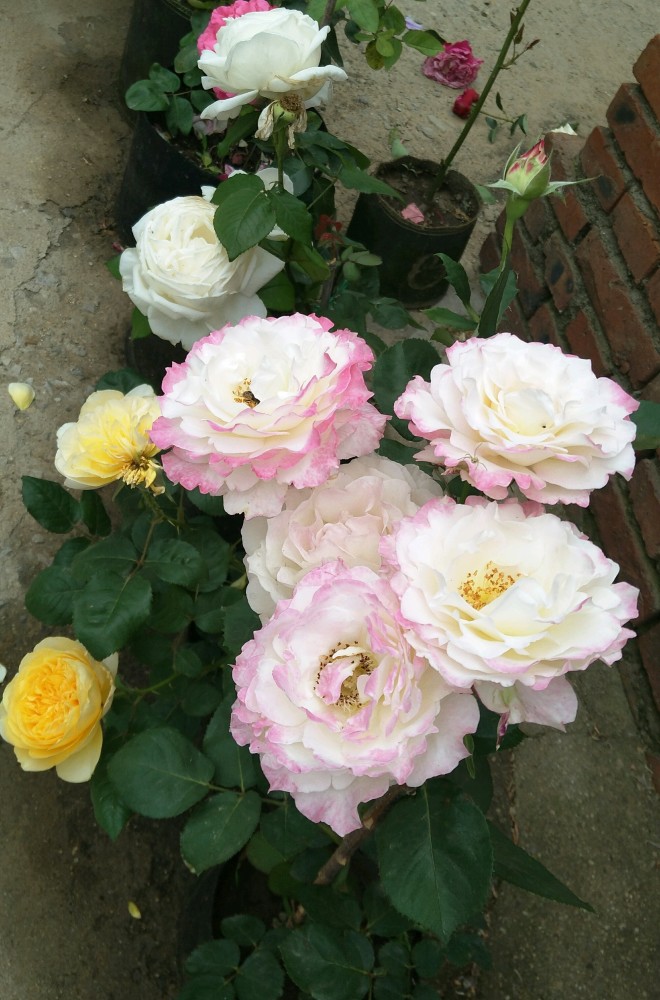 月季花,知名女性玫瑰花育种家河本纯子培育,"天使"系列的杰出代表品种