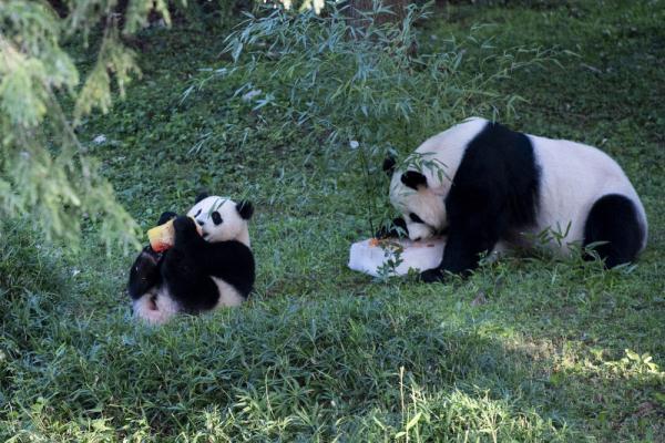 华盛顿大熊猫宝宝"小奇迹"一周岁啦!来看看它那些可爱的"第一次"