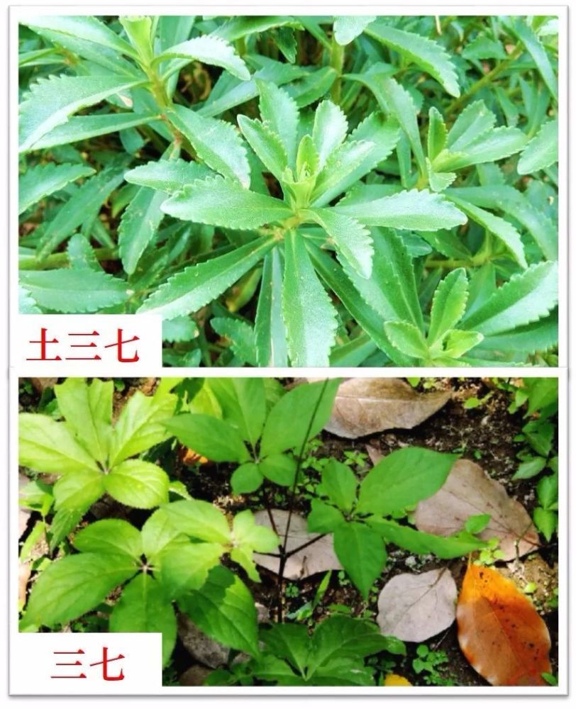 五加科三七的叶形肥大,长得像张开的手掌,六七片叶子朝不同的方向伸展