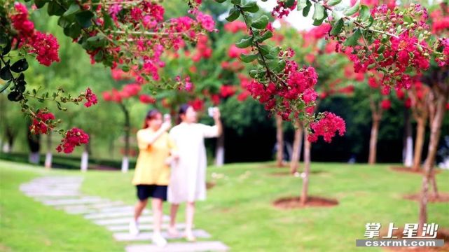 紫薇花海来袭!就在长沙这个地方……免费开放!