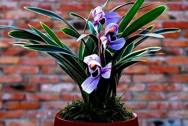 建兰铭品"紫月荷",比香氛好闻,又美又仙,花色独特,新人首选