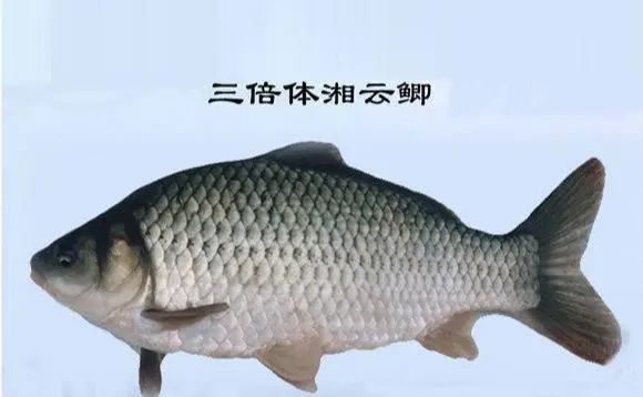 甚至这种常见的鲫鱼品种也不是最好的,有些土鲫鱼在自然条件下,能够