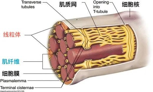 肌肉结构蛋白(比如肌肉的外膜,肌肉中的肌质网等)等其他蛋白质种类