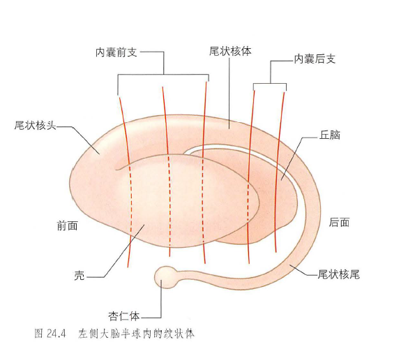 纹状体包括新纹状体和旧纹状体,其中旧纹状体指苍白球.