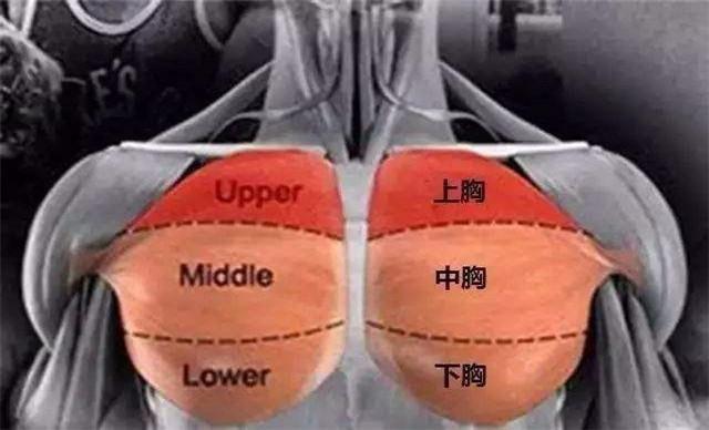 下胸肌结构答案肯定是需要的,今天就来谈谈关于下胸的训练方法.