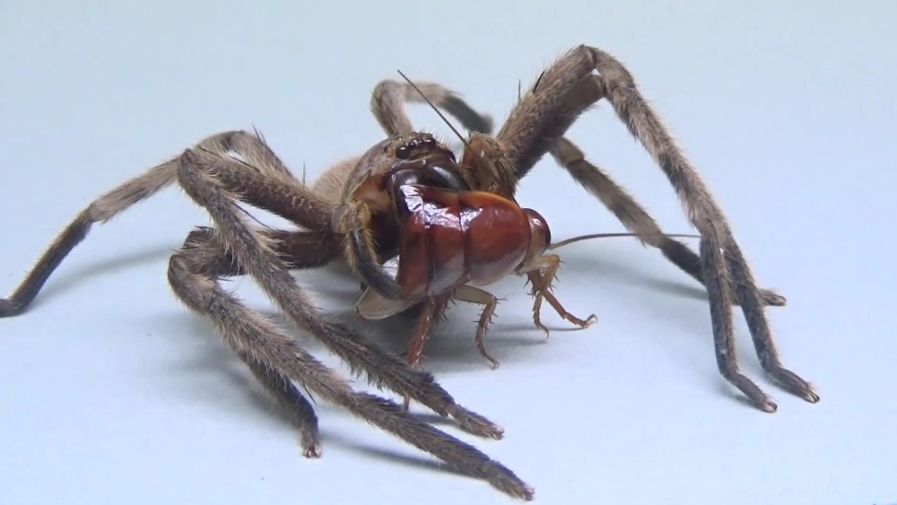 世界上最大的蜘蛛被发现,以蟑螂,蚊子等有害昆虫为食
