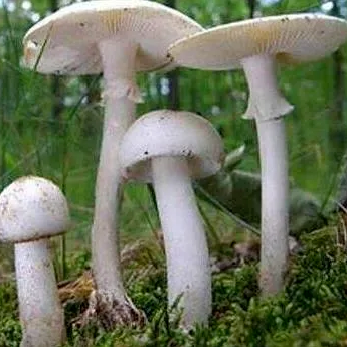 常见的毒蘑菇有以下六种