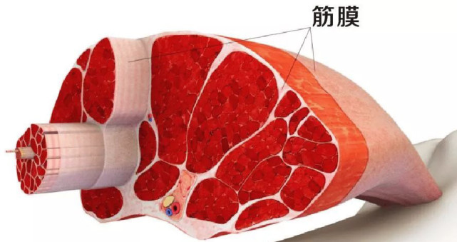 古方堂筋骨康养详解筋膜炎