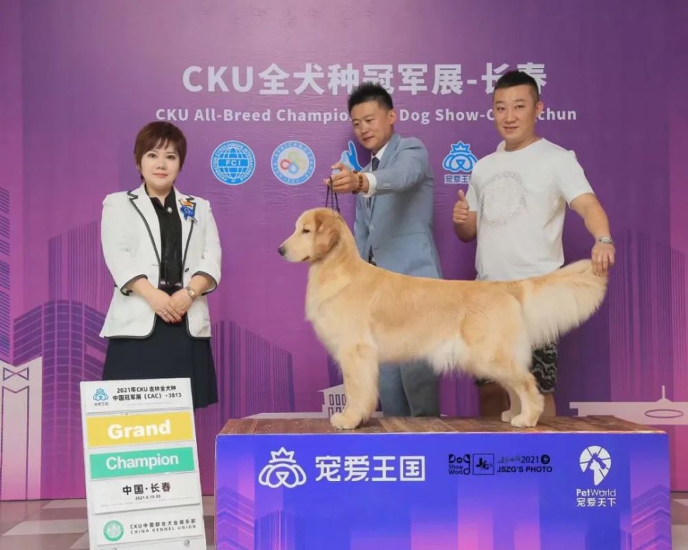 900万粉的网红金毛跑到赛级犬展上,冠军全慌了!