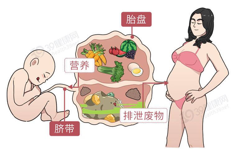 胎盘在人体中 就相当于一个中转站 婴儿通过胎盘 吸收母体的营养物质