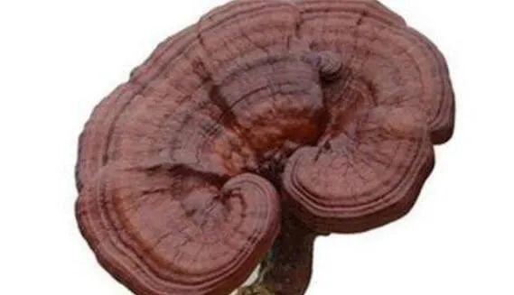 野生灵芝的功效与作用