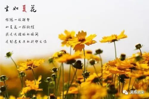 泰戈尔|《生如夏花》生如夏花之灿烂 死若秋叶之静美