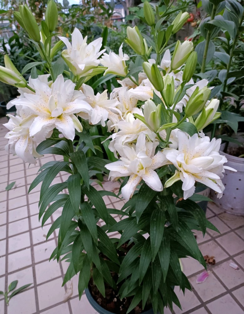重瓣百合花西塔花大色美浓香四溢年年复花阳台养也可以