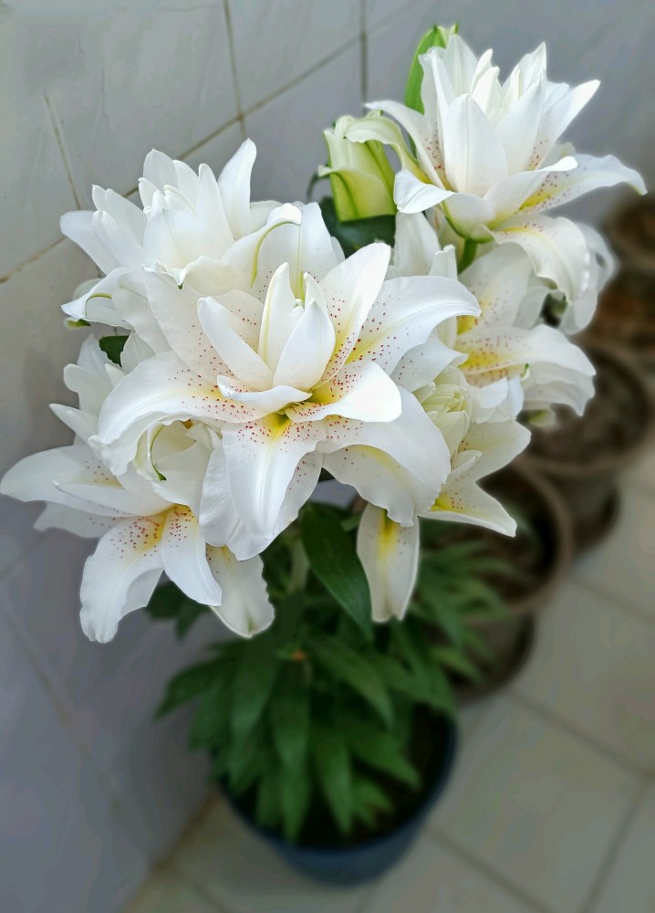 重瓣百合花西塔花大色美浓香四溢年年复花阳台养也可以