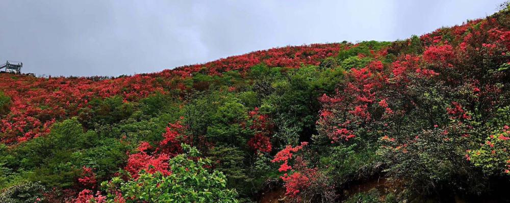 萧克将军提名永州阳明山国家森林公园,满山杜鹃花,绝佳旅游地