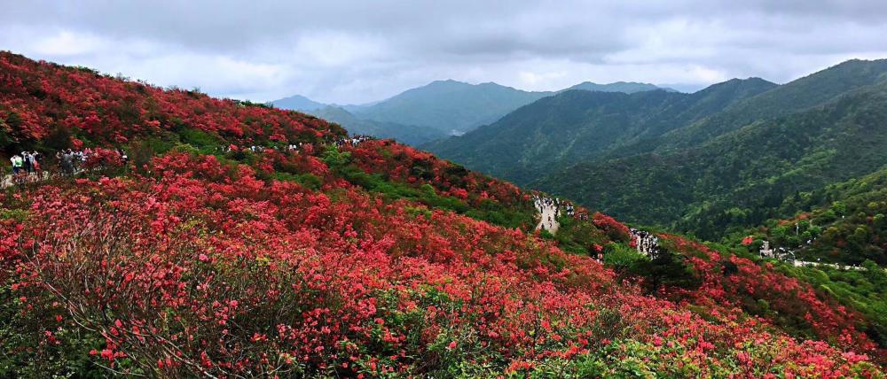 萧克将军提名永州阳明山国家森林公园,满山杜鹃花,绝佳旅游地