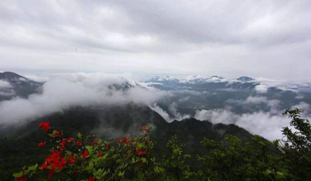 萧克将军提名永州阳明山国家森林公园,满山杜鹃花,绝佳旅游地