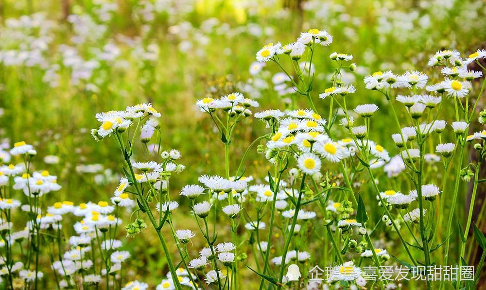 野菊花也有春天一年蓬可能是这个季节里最为常见最蓬勃的野花