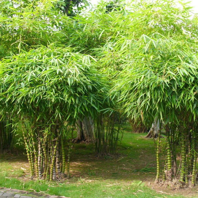 老话说"竹子开花,马上搬家",竹子开花为什么要搬家?