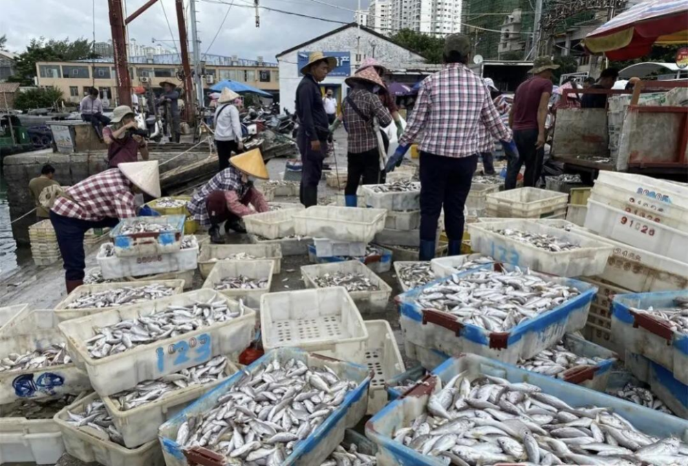 泛北部湾地区交易量最大的渔港—— 广西北海市银海区侨港镇的渔港