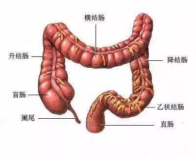 结直肠癌是发生在升结肠,横结肠,降结肠,乙状结肠和直肠的肿瘤.